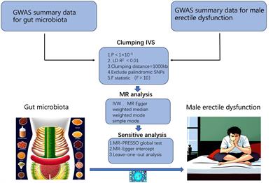 Causal relationship between gut microbiota and male erectile dysfunction: a Mendelian randomization analysis
